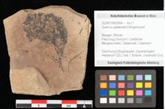 Foto (Objekt + Etikett) von Quercus palaeoilex Ettingshausen (NHMW-GEO-2024-0188-0954)